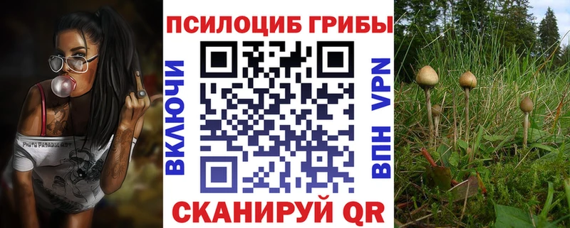 цены Шуя Галлюциногенные грибы Psilocybine cubensis